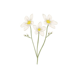 English Jasmine hkPERFEUMS