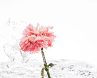 Floral Essence Fragrance Discovery Set hkPERFEUMS