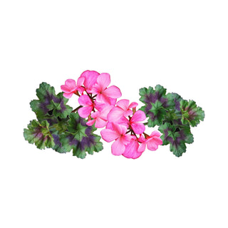 Geranium hkPERFEUMS