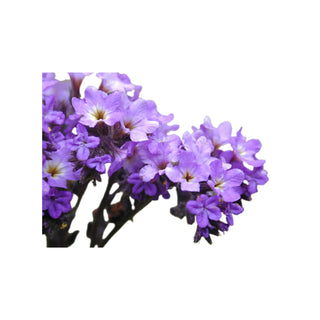 Heliotrope Dream Fragrance hkPERFEUMS