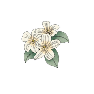 Jasmine Fragrance oil hkPERFEUMS