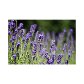 Lavender fragrance oil TK hkPERFEUMS