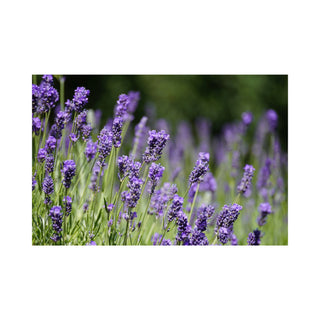 Lavender fragrance oil TK hkPERFEUMS