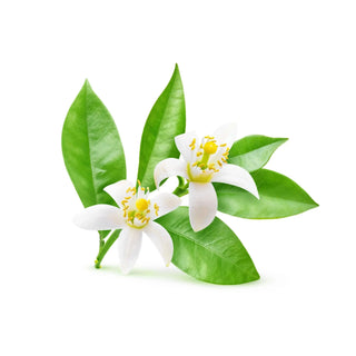 Neroli hkPERFEUMS