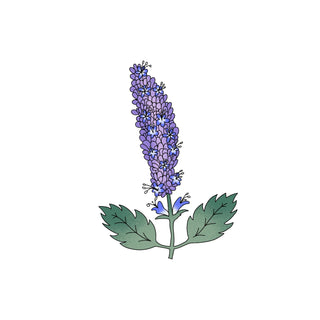 Patchouli perfume- hkPERFUMES