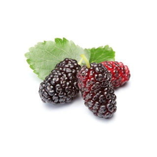 Toot Berry hkPERFEUMS