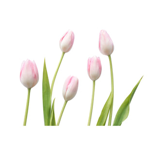 Tulip fragrance oil hkPERFEUMS