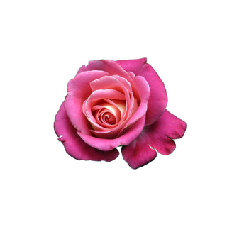 Turkish Rose hkPERFEUMS