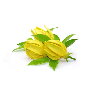 Ylange Ylange hkPERFEUMS